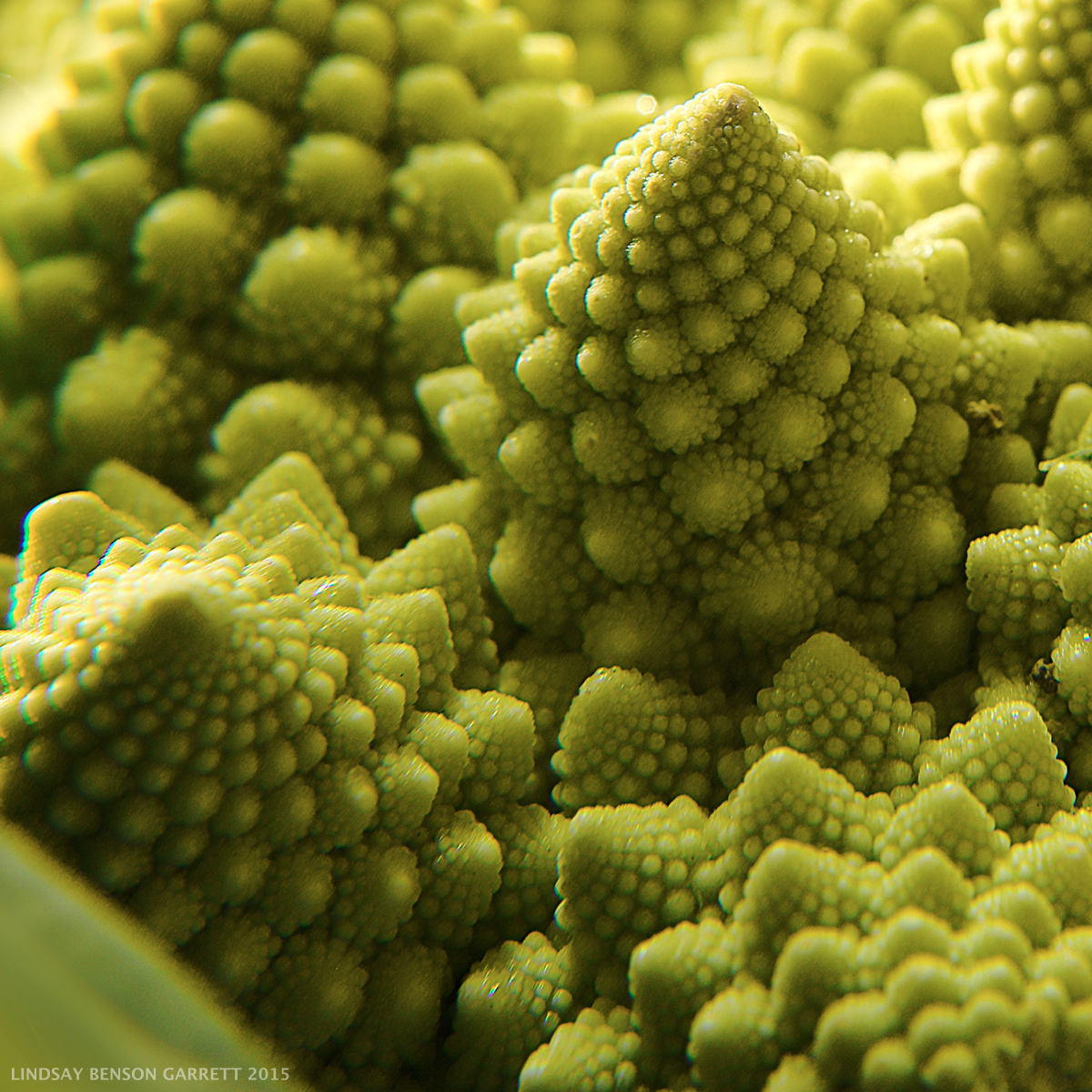 Broccoli - by Lindsay Benson Garrett