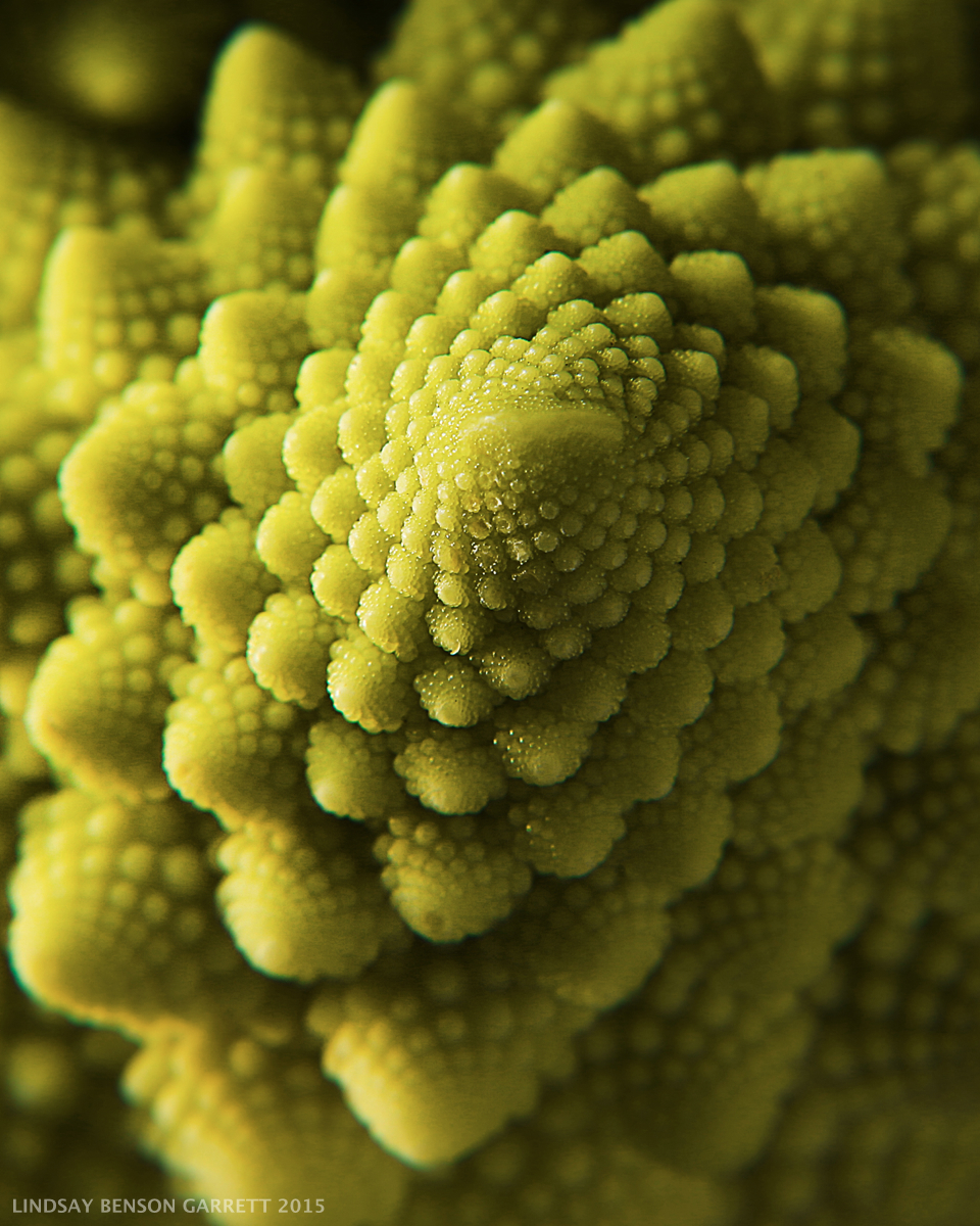 Broccoli - by Lindsay Benson Garrett