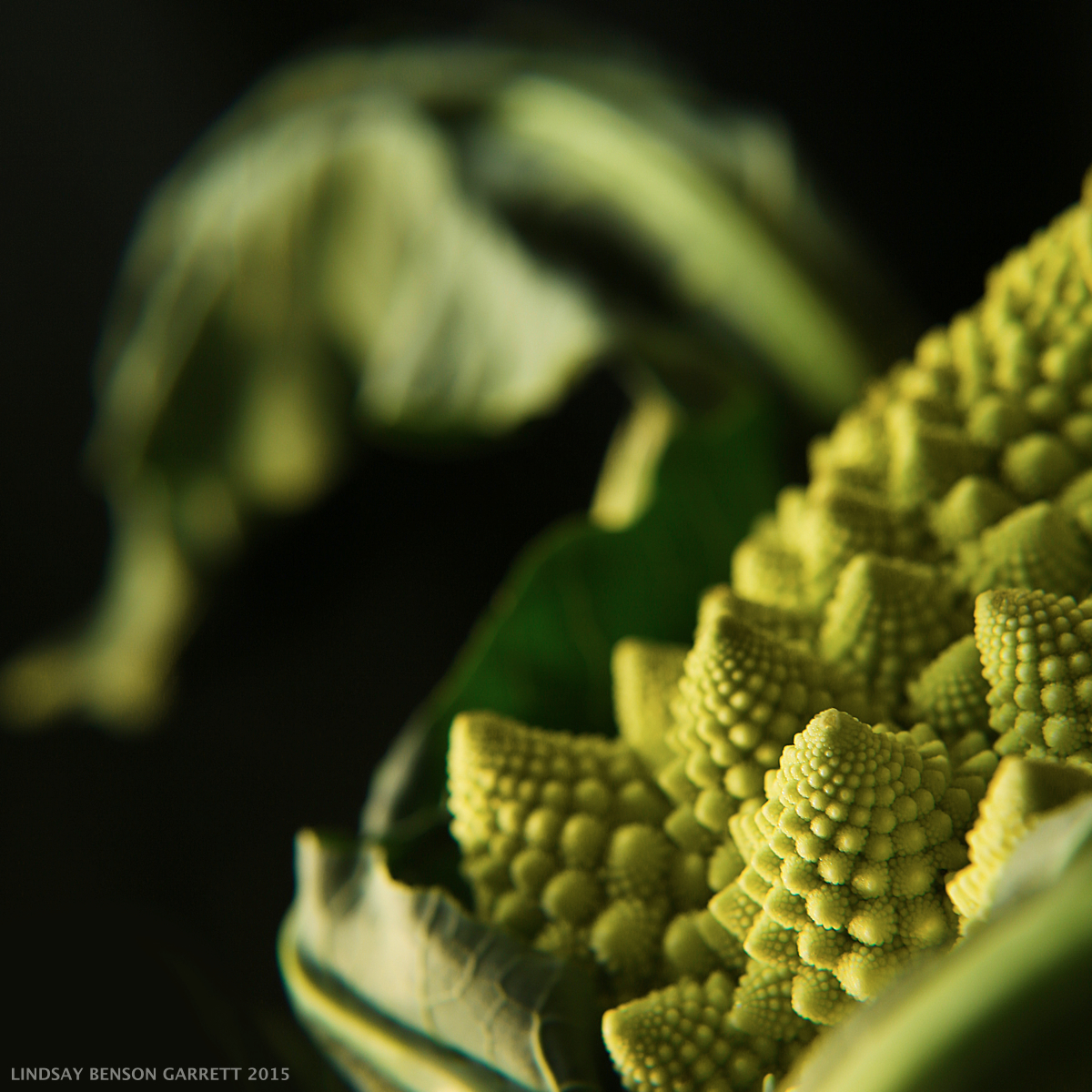 Broccoli - by Lindsay Benson Garrett