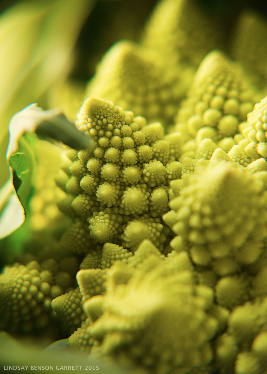 Broccoli - by Lindsay Benson Garrett
