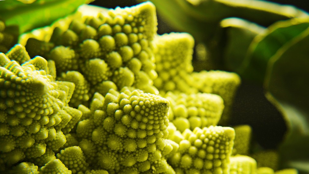 Broccoli by Lindsay Benson Garrett