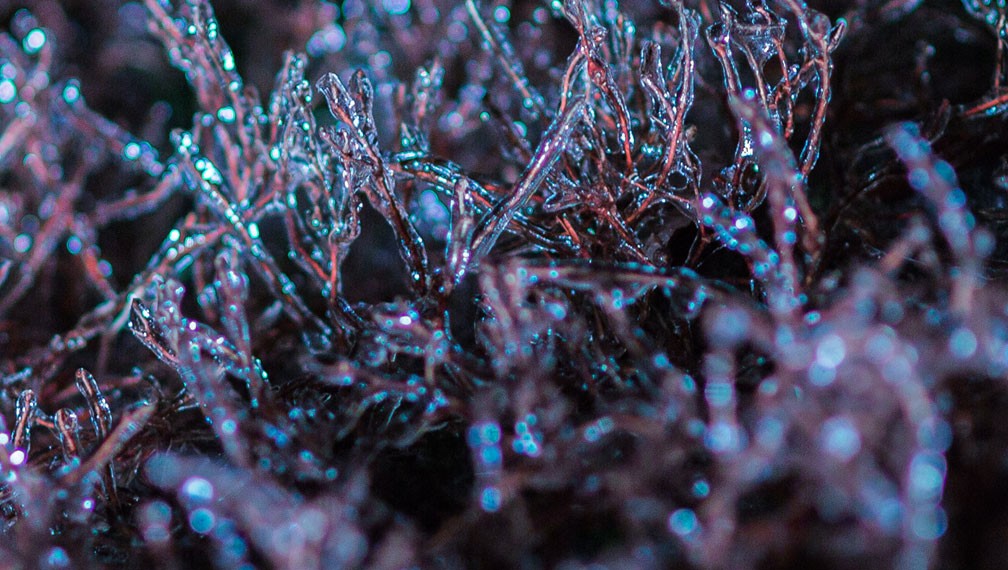 Icy grass by Lindsay Benson Garrett, 2015