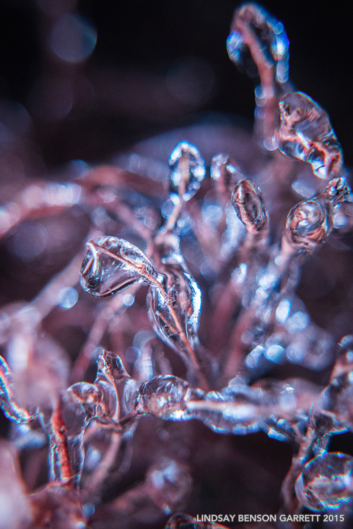 Icy grass by Lindsay Benson Garrett, 2015