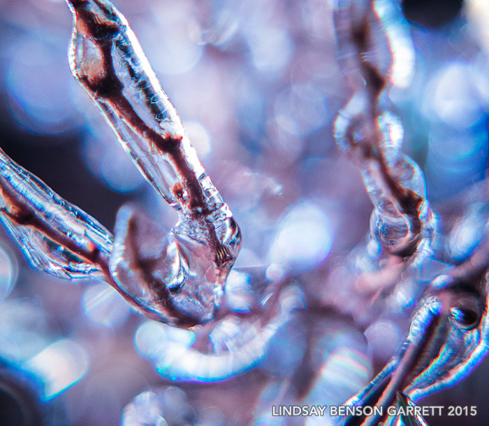 Icy grass by Lindsay Benson Garrett, 2015